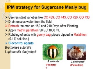 IPM strategy for Sugarcane Mealy bug
 Use resistant varieties like CO 439, CO 443, CO 720, CO 730
 Drain excess water from the field
 Detrash the crop on 150 and 210 Days After Planting.
 Apply methyl parathion 50 EC 1000 ml.
 Rubbing of setts with gunny bag pieces dipped in Malathion
(0.1% solution.)
 Biocontrol agents
Brumoides suturalis
Leptomastix dactyolopii
B. suturalis L. dactyolopii
(Predator
)
(Parasitoid)
 