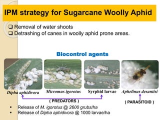  Removal of water shoots
 Detrashing of canes in woolly aphid prone areas.
IPM strategy for Sugarcane Woolly Aphid
Dipha aphidivora Micromus igorotus
Biocontrol agents
Syrphid larvae Aphelinus desantisi
( PREDATORS ) ( PARASITOID )
 Release of M. igorotus @ 2600 grubs/ha
 Release of Dipha aphidivora @ 1000 larvae/ha
 