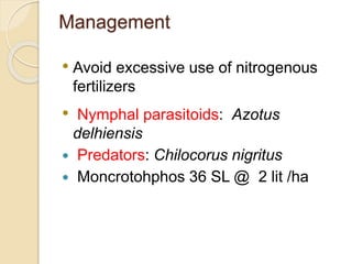 Management
• Avoid excessive use of nitrogenous
fertilizers
• Nymphal parasitoids: Azotus
delhiensis
 Predators: Chilocorus nigritus
 Moncrotohphos 36 SL @ 2 lit /ha
 
