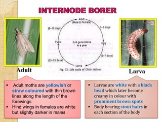 LarvaAdult
 Larvae are white with a black
head which later become
creamy in colour with
prominent brown spots
 Body bearing stout hairs in
each section of the body
 Adult moths are yellowish or
straw coloured with thin brown
lines along the length of the
forewings
 Hind wings in females are white
but slightly darker in males
 