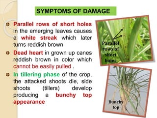 SYMPTOMS OF DAMAGE
Parallel rows of short holes
in the emerging leaves causes
a white streak which later
turns reddish brown
Dead heart in grown up canes
reddish brown in color which
cannot be easily pulled .
In tillering phase of the crop,
the attacked shoots die, side
shoots (tillers) develop
producing a bunchy top
appearance Bunchy
top
Parallel
rows of
short
holes
 