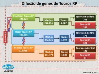 Bisnetos Touros RP
318.928
Machos
131.372
Touros
1.088
Touros em Central
127
Touros RP
83
Netos Touros RP
483.616
Machos
242.625
Touros
1.994
Touros em Central
178
Touros RP
103
Progênies Touros RP
425.373 Machos
212.294
Touros
2.987
Touros em Central
268
Touros RP
182
TourosRP
Difusão de genes de Touros RP
Fonte: ANCP, 2015
 