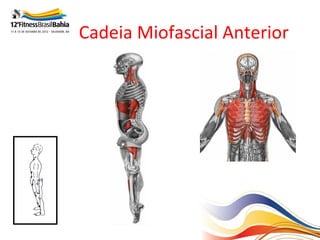 Cadeia Miofascial Anterior
 