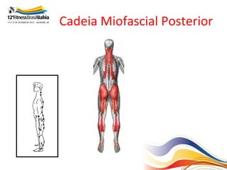 Cadeia Miofascial Posterior
 