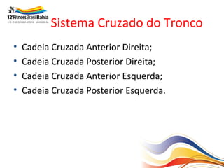 Sistema Cruzado do Tronco
•   Cadeia Cruzada Anterior Direita;
•   Cadeia Cruzada Posterior Direita;
•   Cadeia Cruzada Anterior Esquerda;
•   Cadeia Cruzada Posterior Esquerda.
 