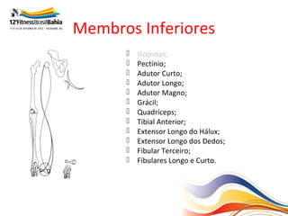 Membros Inferiores
         Iliopsoas;
         Pectínio;
         Adutor Curto;
         Adutor Longo;
         Adutor Magno;
         Grácil;
         Quadríceps;
         Tibial Anterior;
         Extensor Longo do Hálux;
         Extensor Longo dos Dedos;
         Fibular Terceiro;
         Fibulares Longo e Curto.
 