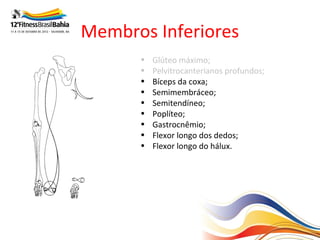 Membros Inferiores
      •   Glúteo máximo;
      •   Pelvitrocanterianos profundos;
      •   Bíceps da coxa;
      •   Semimembráceo;
      •   Semitendíneo;
      •   Poplíteo;
      •   Gastrocnêmio;
      •   Flexor longo dos dedos;
      •   Flexor longo do hálux.
 