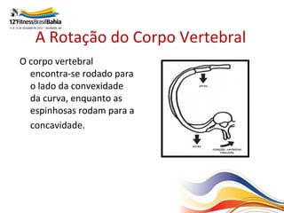 A Rotação do Corpo Vertebral
O corpo vertebral
  encontra-se rodado para
  o lado da convexidade
  da curva, enquanto as
  espinhosas rodam para a
  concavidade.
 