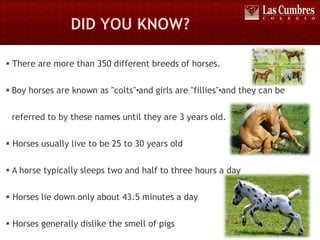  There are more than 350 different breeds of horses.
 Boy horses are known as "colts"•and girls are "fillies"•and they can be
referred to by these names until they are 3 years old.
 Horses usually live to be 25 to 30 years old
 A horse typically sleeps two and half to three hours a day
 Horses lie down only about 43.5 minutes a day
 Horses generally dislike the smell of pigs
 