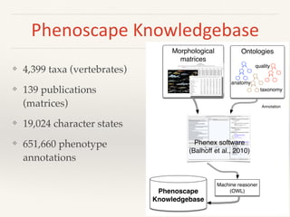 Phenoscape	Knowledgebase
❖ 4,399 taxa (vertebrates)
❖ 139 publications
(matrices)
❖ 19,024 character states
❖ 651,660 phen...