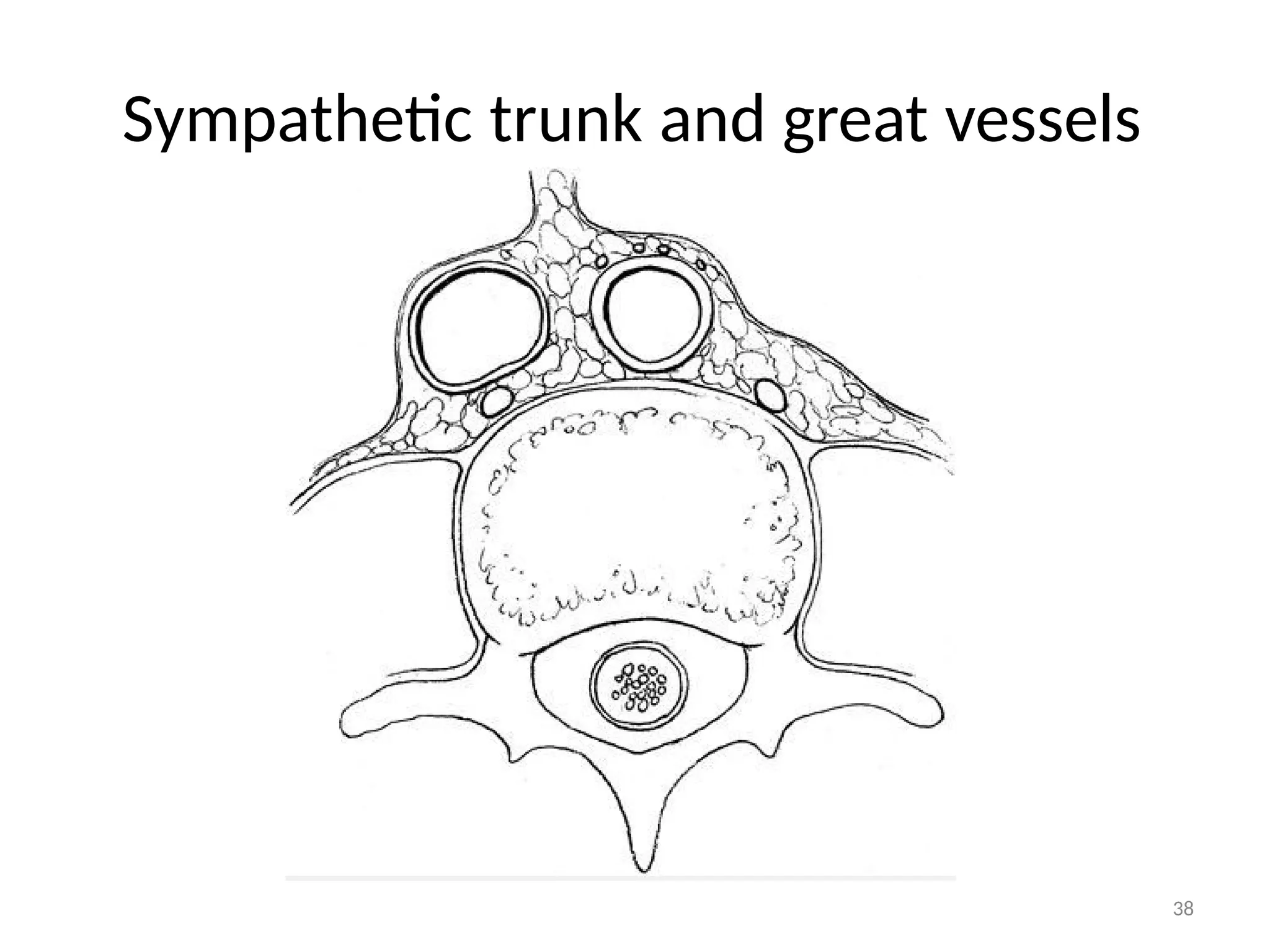 Sympathetic trunk and great vessels
38
 