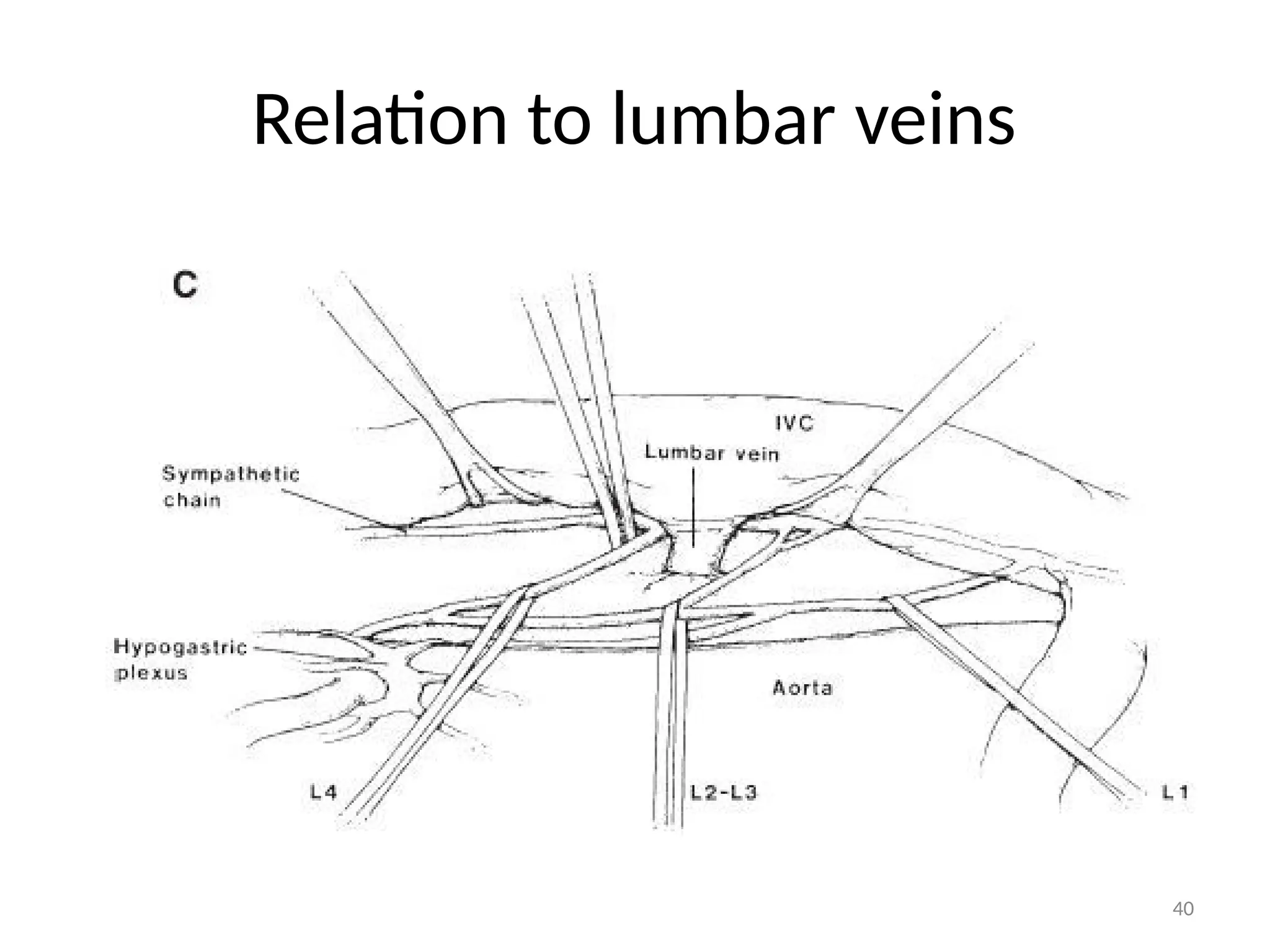 Relation to lumbar veins
40
 