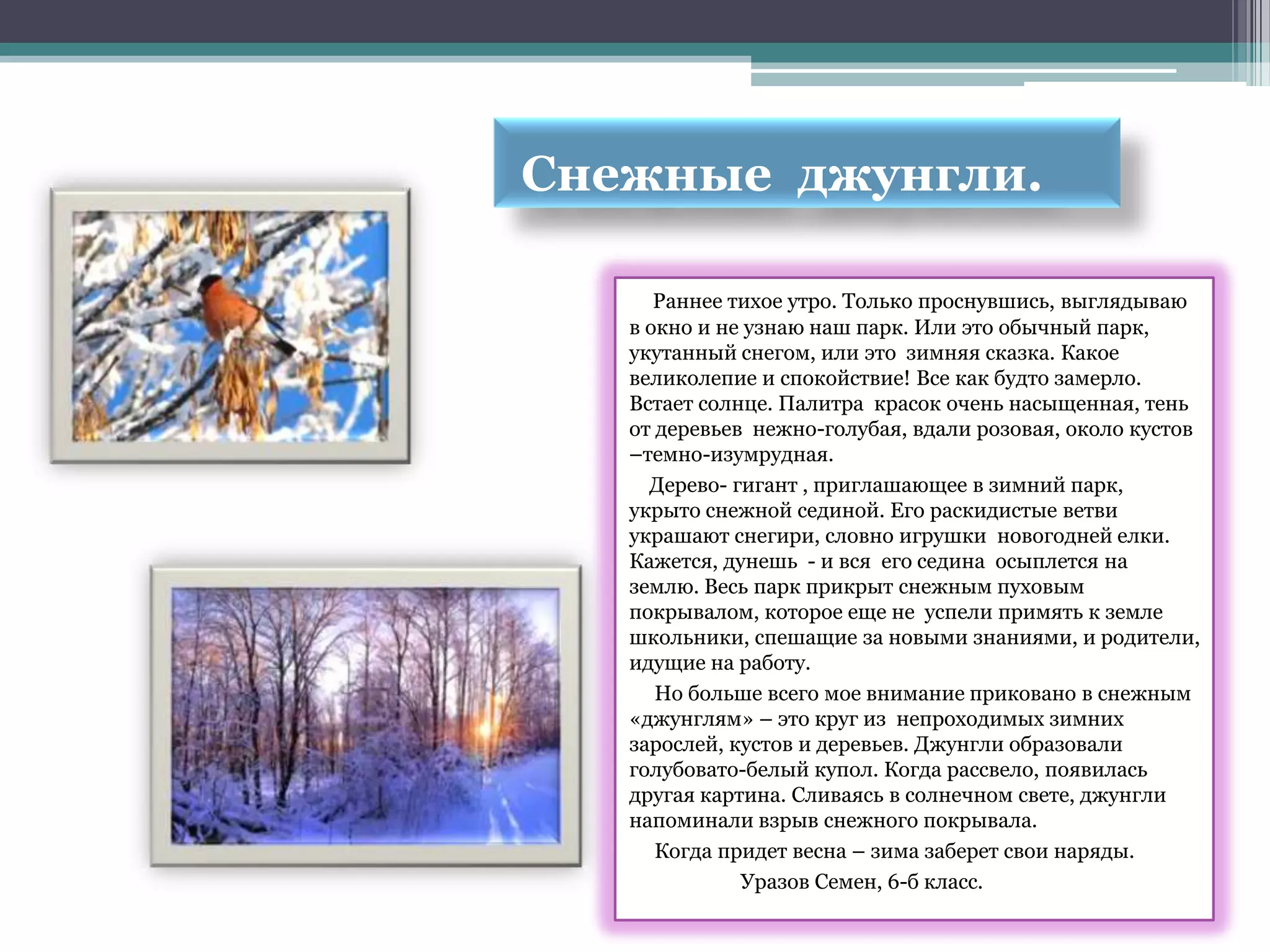 Снежные джунгли.

      Раннее тихое утро. Только проснувшись, выглядываю
   в окно и не узнаю наш парк. Или это обычный парк,
   укутанный снегом, или это зимняя сказка. Какое
   великолепие и спокойствие! Все как будто замерло.
   Встает солнце. Палитра красок очень насыщенная, тень
   от деревьев нежно-голубая, вдали розовая, около кустов
   –темно-изумрудная.
     Дерево- гигант , приглашающее в зимний парк,
   укрыто снежной сединой. Его раскидистые ветви
   украшают снегири, словно игрушки новогодней елки.
   Кажется, дунешь - и вся его седина осыплется на
   землю. Весь парк прикрыт снежным пуховым
   покрывалом, которое еще не успели примять к земле
   школьники, спешащие за новыми знаниями, и родители,
   идущие на работу.
      Но больше всего мое внимание приковано в снежным
   «джунглям» – это круг из непроходимых зимних
   зарослей, кустов и деревьев. Джунгли образовали
   голубовато-белый купол. Когда рассвело, появилась
   другая картина. Сливаясь в солнечном свете, джунгли
   напоминали взрыв снежного покрывала.
      Когда придет весна – зима заберет свои наряды.
              Уразов Семен, 6-б класс.
 