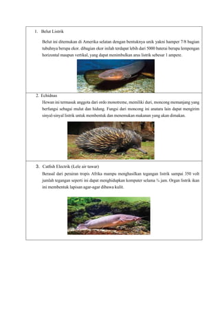 1. Belut Listrik
Belut ini ditemukan di Amerika selatan dengan bentuknya unik yakni hamper 7/8 bagian
tubuhnya berupa ekor. dibagian ekor inilah terdapat lebih dari 5000 baterai berupa lempengan
horizontal maupun vertikal, yang dapat menimbulkan arus listrik sebesar 1 ampere.
2. Echidnas
Hewan ini termasuk anggota dari ordo monotreme, memiliki duri, moncong memanjang yang
berfungsi sebagai mulut dan hidung. Fungsi dari moncong ini anatara lain dapat mengirim
sinyal-sinyal listrik untuk membentuk dan menemukan makanan yang akan dimakan.
3. Catﬁsh Electrik (Lele air tawar)
Berasal dari perairan tropis Afrika mampu menghasilkan tegangan listrik sampai 350 volt
jumlah tegangan seperti ini dapat menghidupkan komputer selama ¾ jam. Organ listrik ikan
ini membentuk lapisan agar-agar dibawa kulit.
 