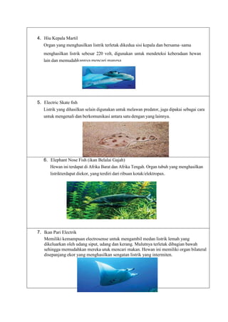 4. Hiu Kepala Martil
Organ yang menghasilkan listrik terletak dikedua sisi kepala dan bersama–sama
menghasilkan listrik sebesar 220 volt, digunakan untuk mendeteksi keberadaan hewan
lain dan memudahkannya mencari mangsa
5. Electric Skate ﬁsh
Listrik yang dihasilkan selain digunakan untuk melawan predator, juga dipakai sebagai cara
untuk mengenali dan berkomunikasi antara satu dengan yang lainnya.
6. Elephant Nose Fish (ikan Belalai Gajah)
Hewan ini terdapat di Afrika Barat dan Afrika Tengah. Organ tubuh yang menghasilkan
listrikterdapat diekor, yang terdiri dari ribuan kotak/elektropax.
7. Ikan Pari Electrik
Memiliki kemampuan electrosense untuk mengambil medan listrik lemah yang
dikeluarkan oleh udang siput, udang dan kerang. Mulutnya terletak dibagian bawah
sehingga memudahkan mereka utuk mencari makan. Hewan ini memiliki organ bilateral
disepanjang ekor yang menghasilkan sengatan listrik yang intermiten.
 