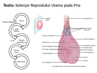 Testis: Kelenjar Reproduksi Utama pada Pria


                       Testis
(Tunica Albuginea)


             (+ 250)
              Lobulus




          (1-4)        Tubulus
                     Seminiferus



              Tubulus
               lurus



                     Rete testis
 