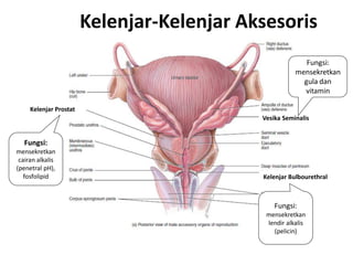 Kelenjar-Kelenjar Aksesoris
                                                          Fungsi:
                                                       mensekretkan
                                                         gula dan
                                                         vitamin

     Kelenjar Prostat
                                            Vesika Seminalis


   Fungsi:
mensekretkan
 cairan alkalis
(penetral pH),
   fosfolipid                               Kelenjar Bulbourethral



                                                Fungsi:
                                             mensekretkan
                                             lendir alkalis
                                               (pelicin)
 