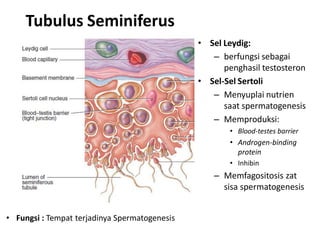 Tubulus Seminiferus
                                               • Sel Leydig:
                                                  – berfungsi sebagai
                                                     penghasil testosteron
                                               • Sel-Sel Sertoli
                                                  – Menyuplai nutrien
                                                     saat spermatogenesis
                                                  – Memproduksi:
                                                       • Blood-testes barrier
                                                       • Androgen-binding
                                                         protein
                                                       • Inhibin
                                                   – Memfagositosis zat
                                                     sisa spermatogenesis


• Fungsi : Tempat terjadinya Spermatogenesis
 