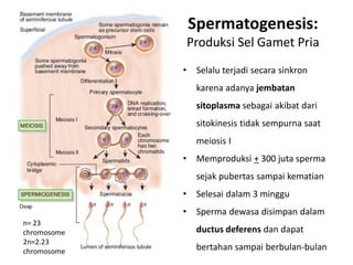 Spermatogenesis:
                 Produksi Sel Gamet Pria
             •    Selalu terjadi secara sinkron
                  karena adanya jembatan
                  sitoplasma sebagai akibat dari
                  sitokinesis tidak sempurna saat
                  meiosis I
             •    Memproduksi + 300 juta sperma
                  sejak pubertas sampai kematian
             •    Selesai dalam 3 minggu
             •    Sperma dewasa disimpan dalam
n= 23
chromosome        ductus deferens dan dapat
2n=2.23
chromosome        bertahan sampai berbulan-bulan
 