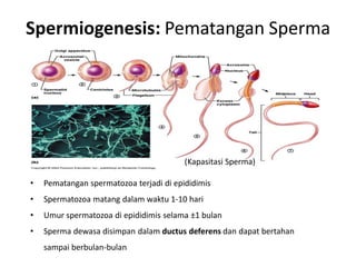 Spermiogenesis: Pematangan Sperma




                                         (Kapasitasi Sperma)

•   Pematangan spermatozoa terjadi di epididimis
•   Spermatozoa matang dalam waktu 1-10 hari
•   Umur spermatozoa di epididimis selama ±1 bulan
•   Sperma dewasa disimpan dalam ductus deferens dan dapat bertahan
    sampai berbulan-bulan
 