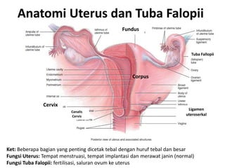 Anatomi Uterus dan Tuba Falopii
                                                Fundus



                                                                             Tuba Fallopii




                                                    Corpus




               Cervix
                                                                             Ligamen
                          Canalis
                          Cervis                                           uteroserkal
                                                                       Os. External




Ket: Beberapa bagian yang penting dicetak tebal dengan huruf tebal dan besar
Fungsi Uterus: Tempat menstruasi, tempat implantasi dan merawat janin (normal)
Fungsi Tuba Falopii: fertilisasi, saluran ovum ke uterus
 