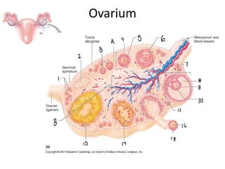 Ovarium
 