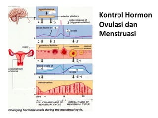 Kontrol Hormon
Ovulasi dan
Menstruasi
 