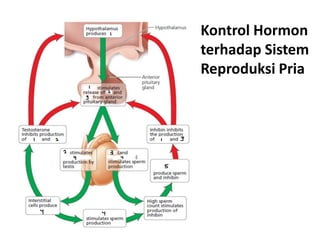Kontrol Hormon
terhadap Sistem
Reproduksi Pria
 