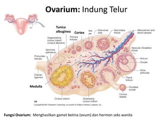 Ovarium: Indung Telur
                            Tunica
                            albuginea            Ooc
                                        Cortex   yte




              Medulla




Fungsi Ovarium: Menghasilkan gamet betina (ovum) dan hormon seks wanita
 