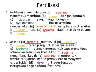 Fertilisasi
1. Fertilisasi diawali dengan (a)_____________
                                    sperma
   menembus membran (b)________ dengan bantuan
                               ovum
   (c)___________ yang mengandung enzim
           akrosom
   (d)_____________..
        hyaluronidase           Enzim tersebut
                       Zona pelusida
   mencernakan (e)_____________ yang berada di sekitar
         ovum
   (b)________ maka (a)________ dapat masuk ke dalam
                           sperma
   (b)________ .
         ovum

               sperma                    ovum
2. Setelah (a)_________memasuki (b)________ ,
   (b)________ terangsang untuk menyelesaikan
        ovum
   (c)___________ dengan membentuk satu pronukleus
        Meiosis II
   betina dan satu polar bodi. Ekor (a)________
                                        sperma
   menghilang, kepala (a)________ membentuk
                           sperma
   pronukleus jantan, kedua pronukleus bersenyawa,
   terbentuklah (d)________ . Proses tersebut
                     zigot
   merupakan bagian utama fertilisasi.
 