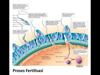 (Zigot)

Proses Fertilisasi
 