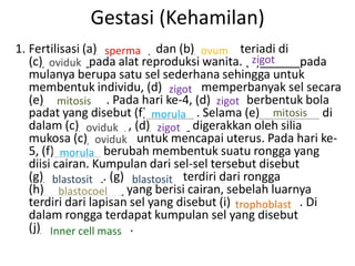 Gestasi (Kehamilan)
1. Fertilisasi (a)________ dan (b)______ terjadi di
                     sperma             ovum
                                                  zigot
   (c)_______pada alat reproduksi wanita. (d)______pada
        oviduk
   mulanya berupa satu sel sederhana sehingga untuk
   membentuk individu, (d)_____ memperbanyak sel secara
                                  zigot
   (e)_________ . Pada hari ke-4, (d)_____ berbentuk bola
          mitosis                          zigot
   padat yang disebut (f)_______ . Selama (e)_________ di
                              morula                  mitosis
   dalam (c)_______ , (d)______ digerakkan oleh silia
                oviduk         zigot
   mukosa (c)_______ untuk mencapai uterus. Pada hari ke-
                   oviduk
   5, (f)_______ berubah membentuk suatu rongga yang
          morula
   diisi cairan. Kumpulan dari sel-sel tersebut disebut
   (g)_________. (g)________ terdiri dari rongga
         blastosit        blastosit
   (h)____________ yang berisi cairan, sebelah luarnya
          blastocoel
   terdiri dari lapisan sel yang disebut (i)_________ . Di
                                               trophoblast
   dalam rongga terdapat kumpulan sel yang disebut
   (j)_____________ .
        Inner cell mass
 