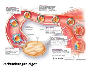 (hari ke-7)   (Trophectoderm)


Perkembangan Zigot
 