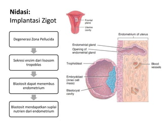 Nidasi:
Implantasi Zigot

 Degenerasi Zona Pellucida




 Sekresi enzim dari lisosom
          tropoblas




 Blastosit dapat menembus
       endometrium



Blastosit mendapatkan suplai
 nutrien dari endometrium
 