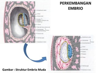 PERKEMBANGAN
                                    EMBRIO




Gambar : Struktur Embrio Muda
 