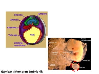 Gambar : Membran Embrionik
 