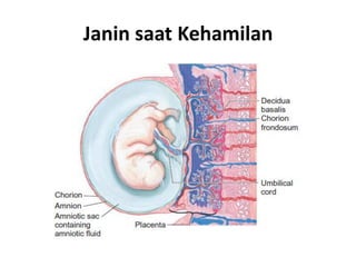 Janin saat Kehamilan
 