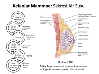 Kelenjar Mammae: Sekresi Air Susu

      Kelenjar
      Mammae


 (15-20)         •(dipisahkan
                  oleh Jaringan
  Lobus           Lemak)


                        •(dipisahkan
       Lobulus           oleh Jaringan
                         Ikat)


 Kelenjar
 keringat        •(Berkumpul
 (Tubulus         menjadi)
 alveolar)


       Ductus           •Melebar
      Mamillaris         menjadi



   Sinus         • Menuju
                                                         (Tortora, 2012)
 Lactiferu         Puting
(Ampulla)          Susu
                                         Puting Susu: mengalami penumpukan melanin
                                         sehingga berwarna gelap dan disebut areola
 