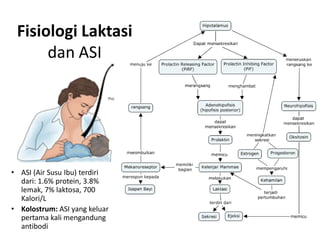 Fisiologi Laktasi
      dan ASI




• ASI (Air Susu Ibu) terdiri
  dari: 1.6% protein, 3.8%
  lemak, 7% laktosa, 700
  Kalori/L
• Kolostrum: ASI yang keluar
  pertama kali mengandung
  antibodi
 