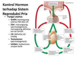 Kontrol Hormon
terhadap Sistem
Reproduksi Pria
 • Fungsi utama:
    – GnRH: merangsang
      sekresi FSH dan LH
    – FSH : merangsang
      spermatogenesis,
      merangsang aktivitas
      sel-sel sertoli
    – LH: Aktivitas sel
      Leydig
    – Testosteron:
      spermatogenesis
    – Inhibin: mekanisme
      umpan balik
 