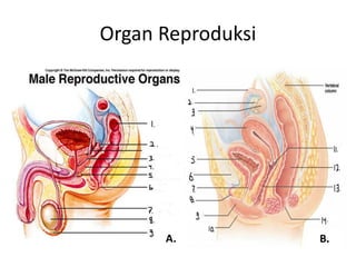 Organ Reproduksi




      A.           B.
 