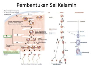 Pembentukan Sel Kelamin
 