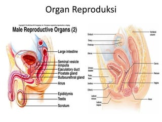 Organ Reproduksi
 