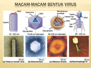 MACAM-MACAM BENTUK VIRUS
 