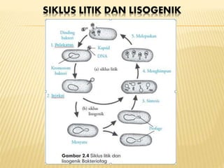 SIKLUS LITIK DAN LISOGENIK
 