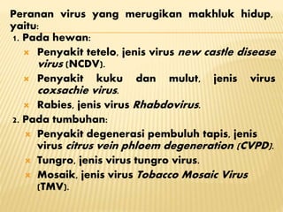 1. Pada hewan:
 Penyakit tetelo, jenis virus new castle disease
virus (NCDV).
 Penyakit kuku dan mulut, jenis virus
coxsachie virus.
 Rabies, jenis virus Rhabdovirus.
2. Pada tumbuhan:
 Penyakit degenerasi pembuluh tapis, jenis
virus citrus vein phloem degeneration (CVPD).
 Tungro, jenis virus tungro virus.
 Mosaik, jenis virus Tobacco Mosaic Virus
(TMV).
Peranan virus yang merugikan makhluk hidup,
yaitu:
 