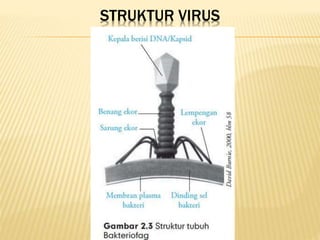 STRUKTUR VIRUS
 