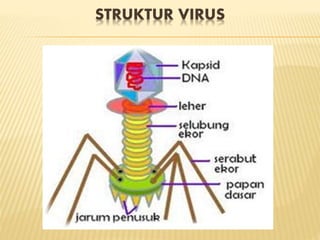 STRUKTUR VIRUS
 