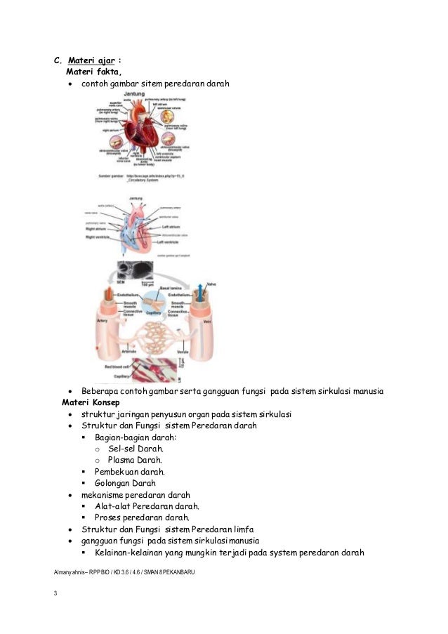 Contoh Soal Berpikir Kritis Biologi Materi Sistem Peredaran Darah