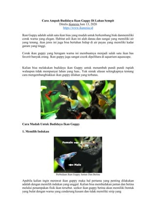 Cara Ampuh Budidaya Ikan Guppy Di Lahan Sempit
Ditulis ikanesia Juni 13, 2020
https://www.ikanesia.id
Ikan Guppy adalah salah satu ikan hias yang mudah untuk berkembang biak danmemiliki
corak warna yang elegan. Habitat asli ikan ini alah danau dan sungai yang memiliki air
yang tenang. ikan jenis ini juga bisa bertahan hidup di air payau yang memiliki kadar
garam yang tinggi.
Corak ikan guppy yang beragam warna ini membuatnya menjadi salah satu ikan has
favorit banyak orang. Ikan guppy juga sangat cocok dipelihara di aquarium aquascape.
Kalian bisa melakukan budidaya ikan Guppy untuk menambah pundi pundi rupiah
walaupun tidak mempunyai lahan yang luas.. Yuk simak ulasan selengkapnya tentang
cara mengembangbiakkan ikan guppy dilahan yang terbatas.
Cara Mudah Untuk Budidaya Ikan Guppy
1. Memilih Indukan
Perbedaan Ikan Guppy Jantan Dan Betina
Apabila kalian ingin merawat ikan guppy maka hal pertama yang penting dilakukan
adalah dengan memilih indukan yang unggul. Kalian bisa membedakan jantan dan betina
melalui penampakan fisik ikan tersebut. seekor ikan guppy betina akan memiliki bentuk
yang bulat dengan warna yang cenderung kusam dan tidak memiliki sirip yang
 